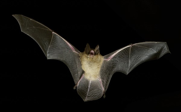 Geoffroy's bat (Myotis emarginatus) in flight at night