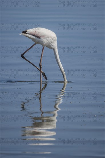 Pink Flamingo (Phoenicopterus roseus)