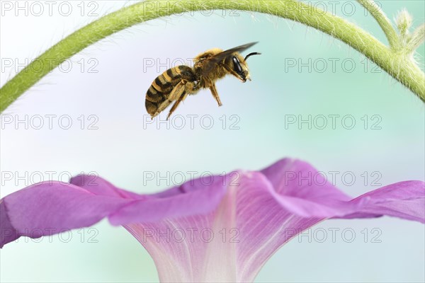 Sweat Bee (Halictus scabiosae)