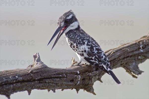 Pied kingfisher (Ceryle rudis)