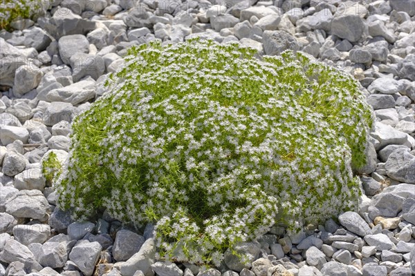 Drypis spinosa (Drypis spinosa)