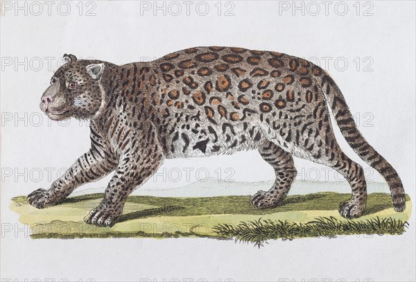 Jaguar (Felis onza. Linn.)