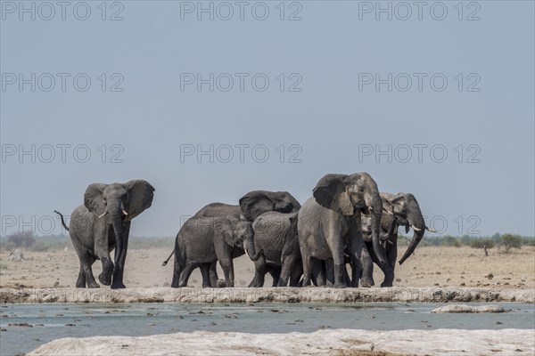 African elephants (Loxodonta africana)