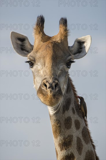 Giraffe (Giraffa camelopardalis) with Red-billed oxpecker (Buphagus erythrorhynchus)