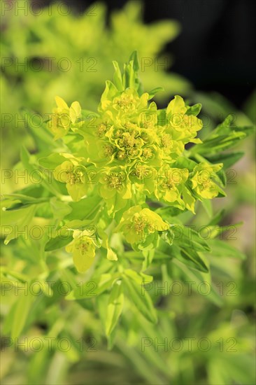 Marsh spurge (Euphorbia palustris)