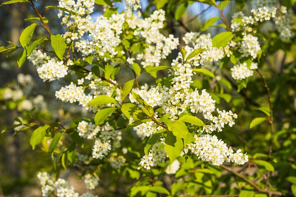 European Bird Cherry (Prunus padus)