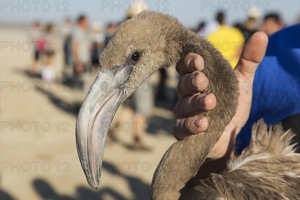 Greater Flamingo (Phoenicopterus roseus)