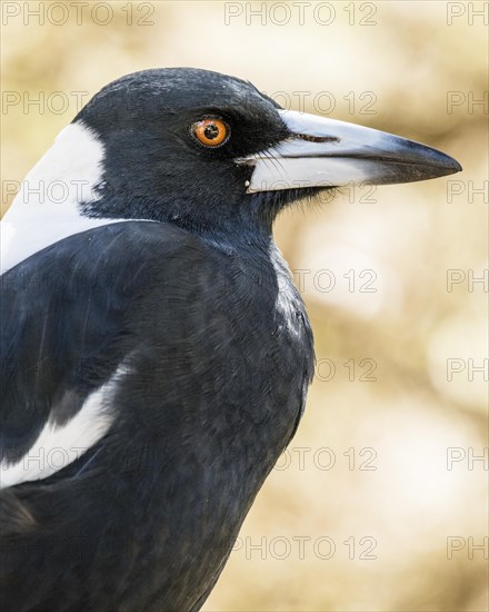 Australian magpie (Gymnorhina tibicen)