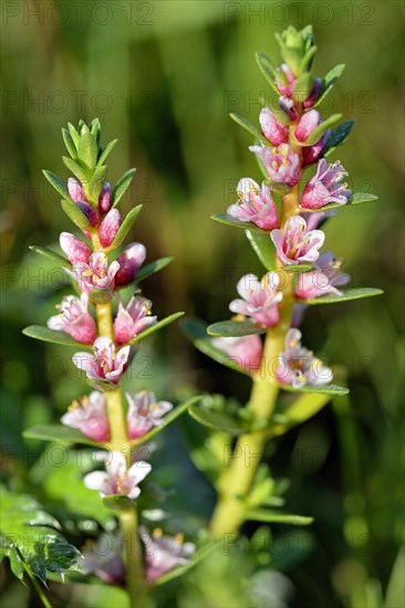 Sea milkwort (Glaux maritima)