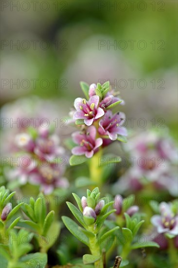 Sea milkwort (Glaux maritima)