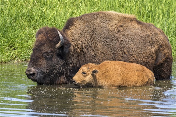 American bisons (Bison bison)