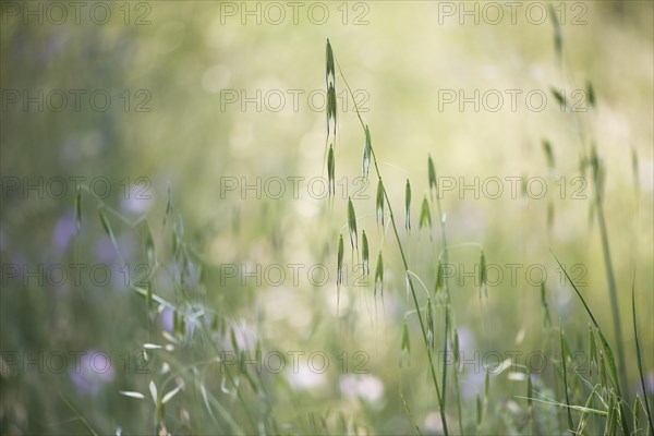Oats (Avena) and hares tail grass