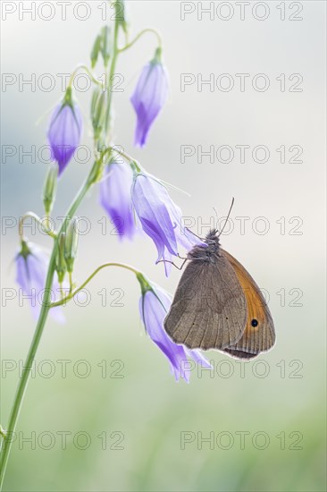 Ochsenauge Maniola jurtina) on Spreading Bellflower (Campanula patula)