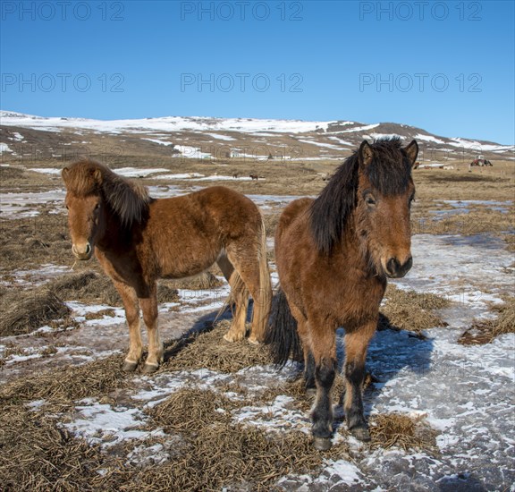 Icelandic horses (Equus przewalskii f. caballus)