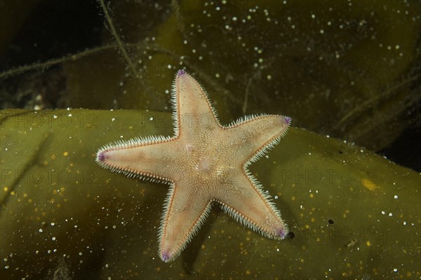 Kammseestern (Astropecten platyacanthus) on laminaria brown algae (Phaeophyceae)