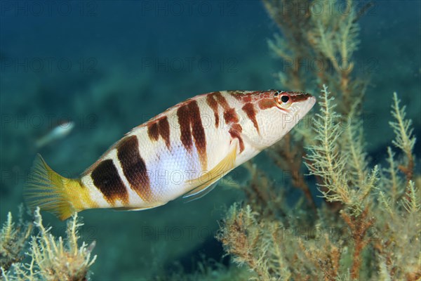 Painted comber (Serranus scriba)