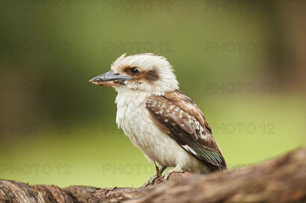 Laughing kookaburra (Dacelo novaeguineae) sitting on a branch