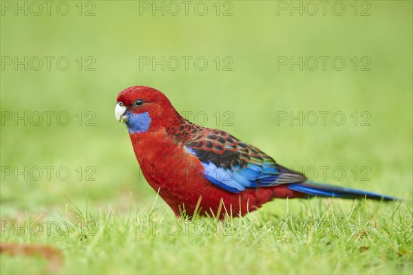 Crimson rosella (Platycercus elegans) on a meadow