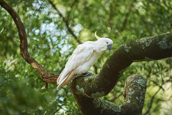 Sulphur-crested cockatoo (Cacatua galerita) sitting in a tree