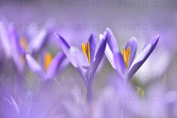 Flowers of Spring crocus (Crocus vernus)