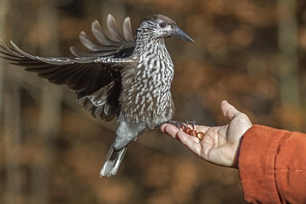 Spotted nutcracker (Nucifraga caryocatactes) eats hazelnuts by hand