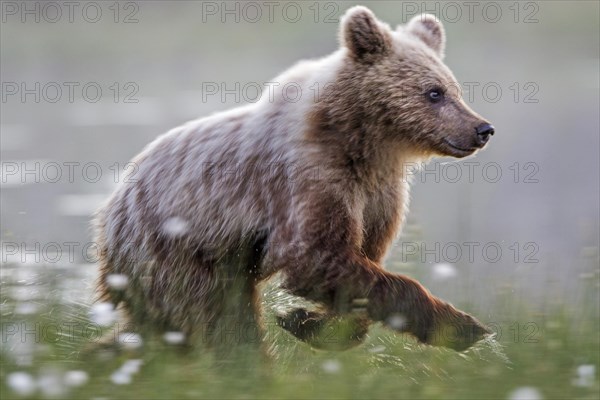 Brown bear (Ursus arctos) in motion
