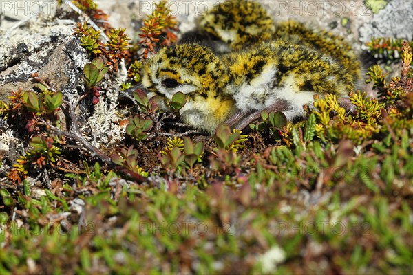 European golden plover (Pluvialis apricaria)