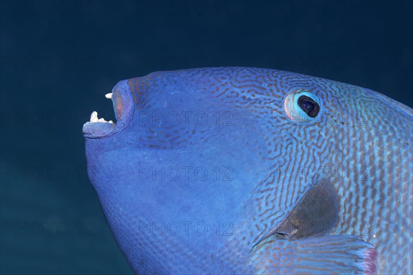 Blue triggerfish (Pseudobalistes fuscus)