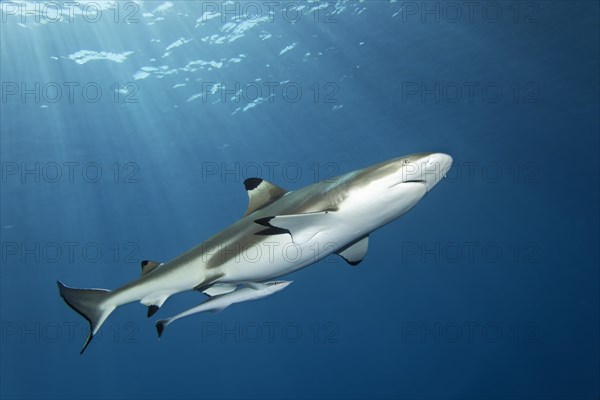 Blacktip reef shark (Carcharhinus melanopterus)