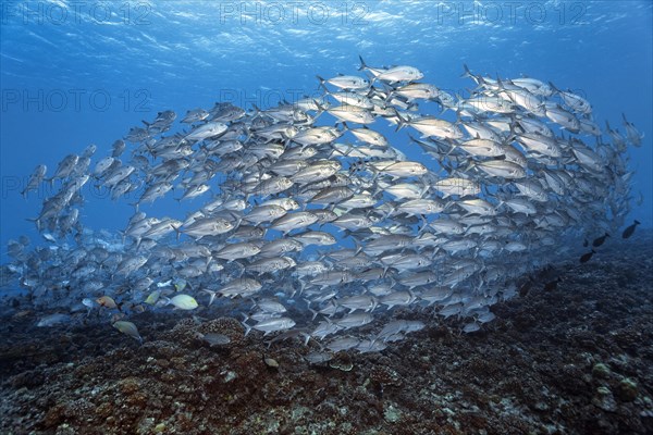 Swarm Bigeye trevally (Caranx sexfasciatus)