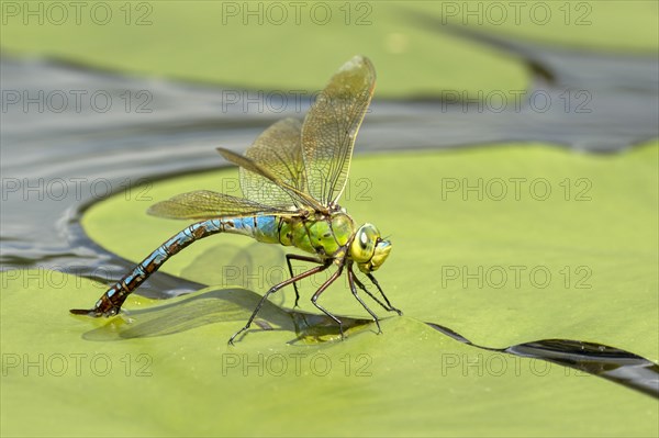 Emperor dragonfly (Anax imperator)