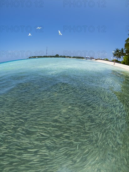 Fish swarm with sardines and hunting Blacktip reef shark (Carcharhinus melanopterus) in shallow water near the shore