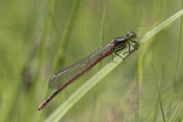 Large red damselfly (Pyrrhosoma nymphula)