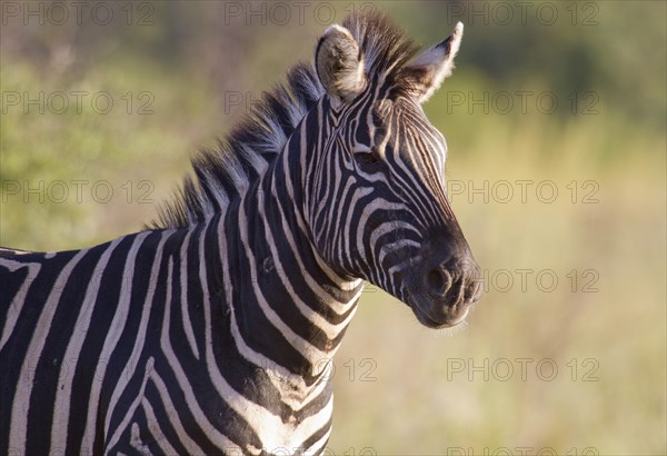 Plains Zebra (Equus quagga)