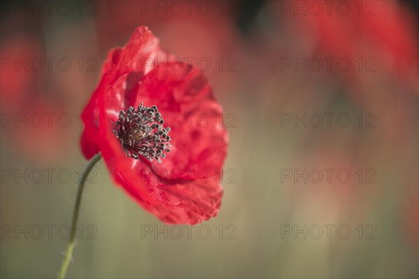 Corn poppy (Papaver rhoeas)