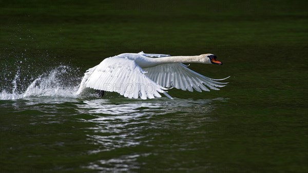 Mute swan (Cygnus olor)