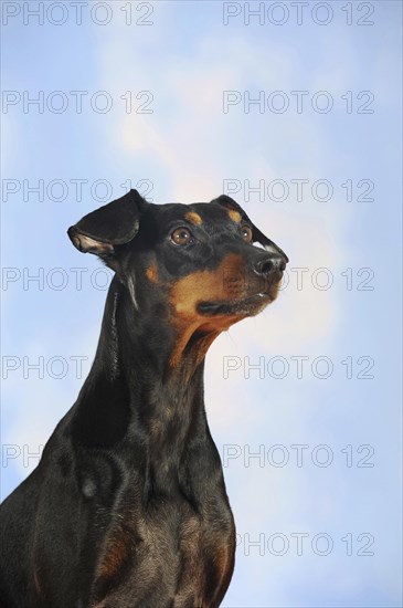 German Pinscher