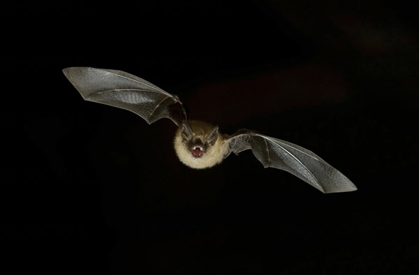 Geoffroy's bat (Myotis emarginatus) in flight at night