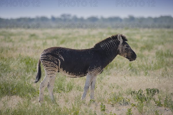 Burchell's Zebra (Equus quagga burchelli) with abnormal dark coat color