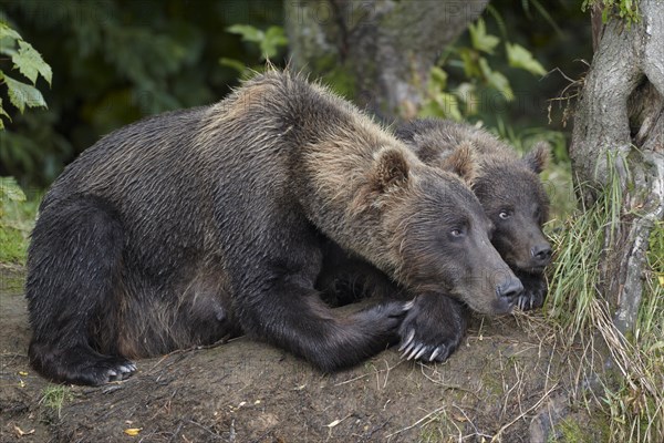 Kamchatka brown bears (Ursus arctos beringianus)