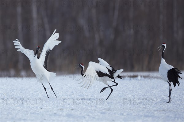 Dancing Red-crowned cranes (Grus japonensis) on a snow surface