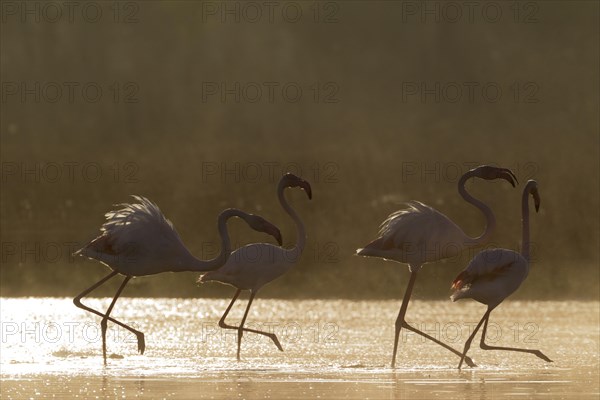 Greater Flamingo (Phoenicopterus roseus)