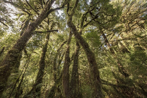 Fitzroya (Fitzroya cupressoides) with moss and lichens in the moderate rainforest