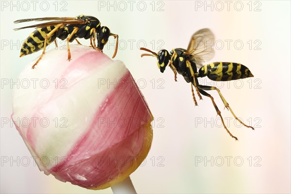 European Paper Wasps (Polistes dominula) on a lollipop