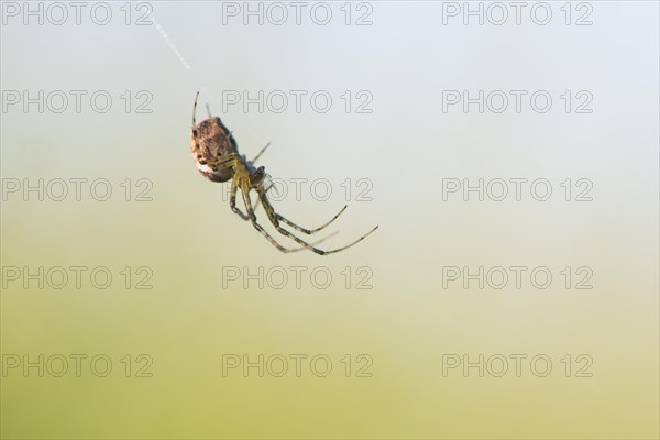 Longjawed orbweaver (Meta segmentata) in the spider web