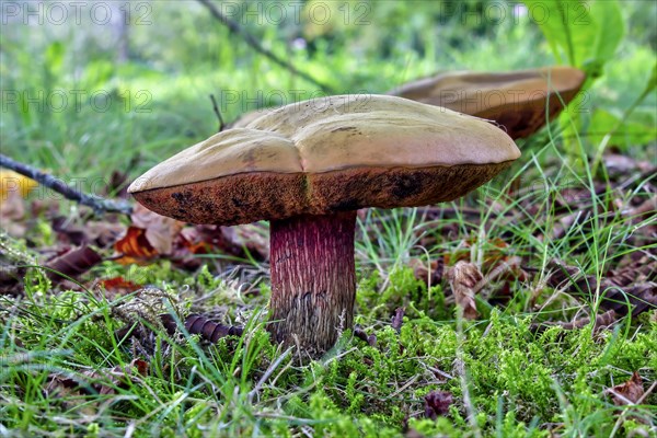 Lurid bolete (Suillellus Luridus) in the meadow