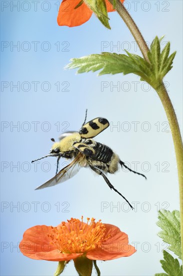 Bee beetle (Trichius fasciatus)