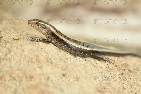 Adult many-striped skink (Eutropis multifasciata) sunbathing