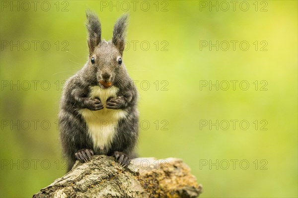 Eurasian red squirrel (Sciurus vulgaris) sits on branch with hazelnut in mouth