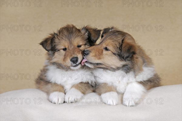 Collie longhair